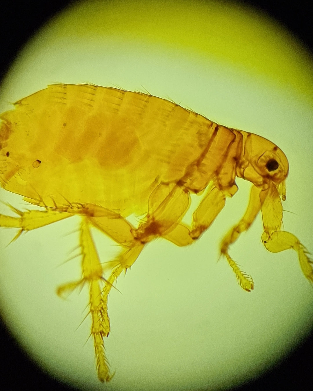 Up Close with the Enemy: How to Fight Fleas Naturally with Diatomaceous Earth