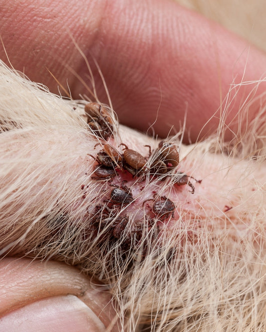 Fighting Fleas and Ticks Using Diatomaceous Earth: The Natural, Non-Toxic Solution