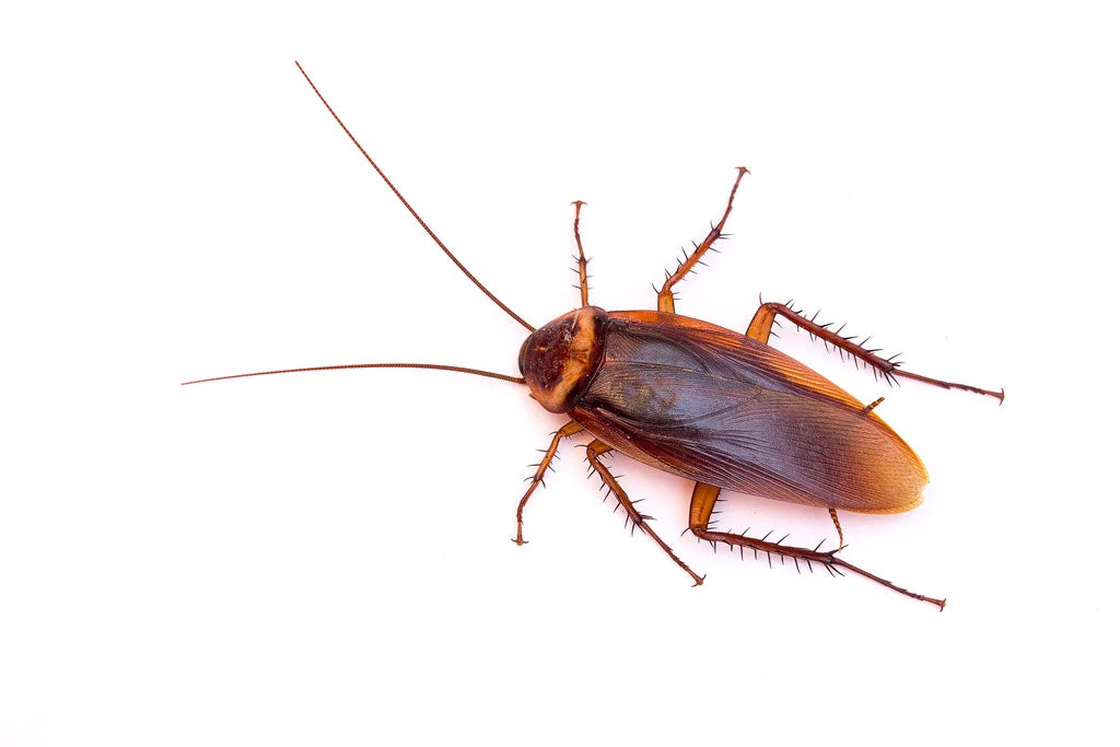 If I get rid of the roaches in my apartment with a gel bait will they  always come back if other attached apartments have roaches? - Quora