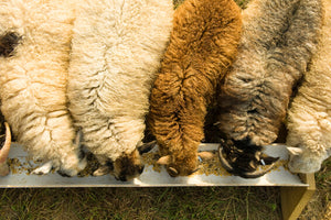 Diatomaceous Earth: Sheep Feed Additive