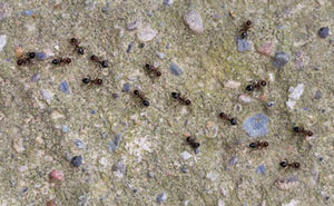 Diatomaceous Earth: Ant Trail Treatment