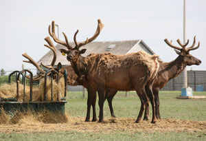 Diatomaceous Earth: Elk Feed Additive