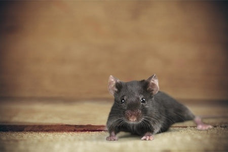 How to Chase Away Rodents with Diatomaceous Earth