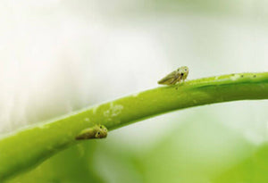 The Organic Pesticide for Aphids