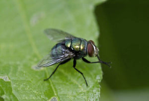 Diatomaceous Earth: Natural Fly Repellent