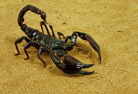 Natural Scorpion Killer