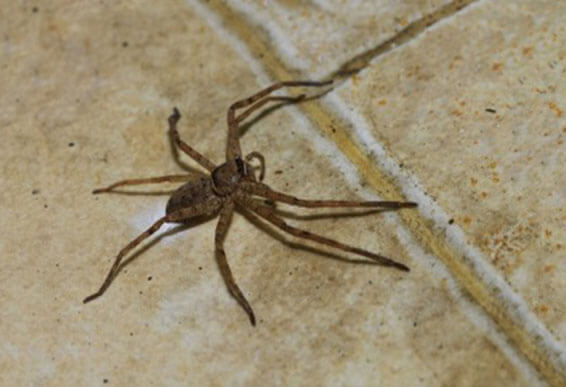 Natural Spider Repellent