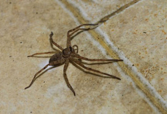 Natural Spider Repellent