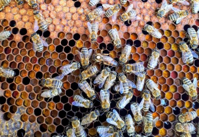 Benefits of Starting Your Own Beekeeping Garden