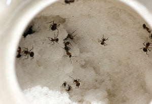 Natural Indoor Ant Treatment