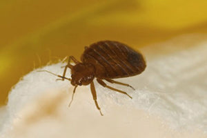 Why Home Remedies for Bed Bugs Are Your Only Option