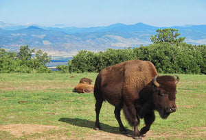 Diatomaceous Earth: Bison Feed Additive