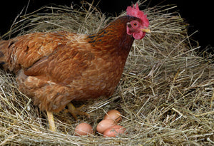 Diatomaceous Earth: Chicken and Turkey Feed Additive