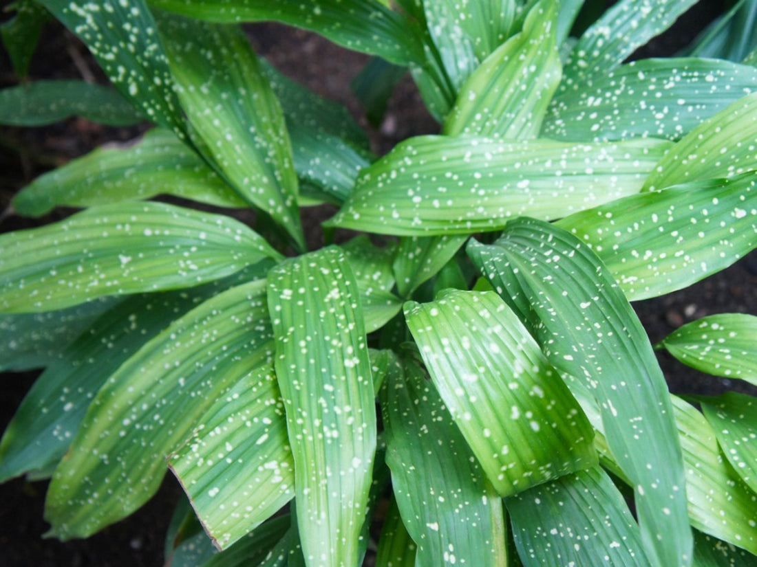 Uses For Diatomaceous Earth – Diatomaceous Earth For Insect Control