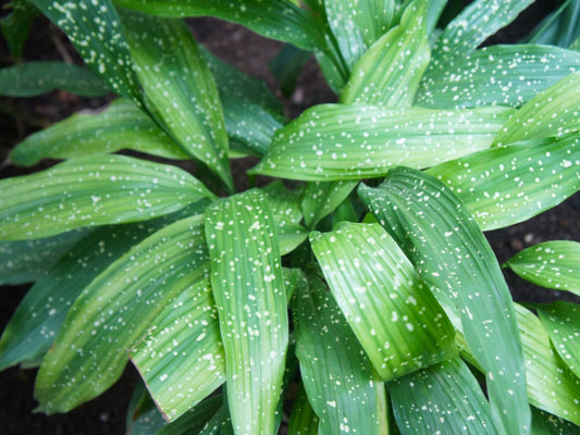 Uses For Diatomaceous Earth – Diatomaceous Earth For Insect Control