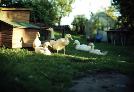 Diatomaceous Earth: Duck Feed Additive