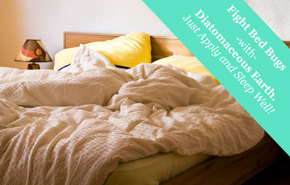 bed-bugs