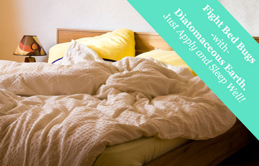 bed-bugs