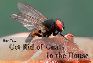 How to Get Rid of Gnats in the House