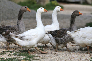 Diatomaceous Earth: Goose Feed Additive