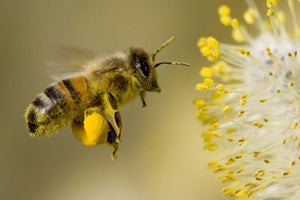 How to Apply Diatomaceous Earth without Hurting Bees