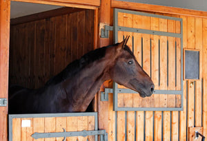 Diatomaceous Earth: Horse Feed Additive
