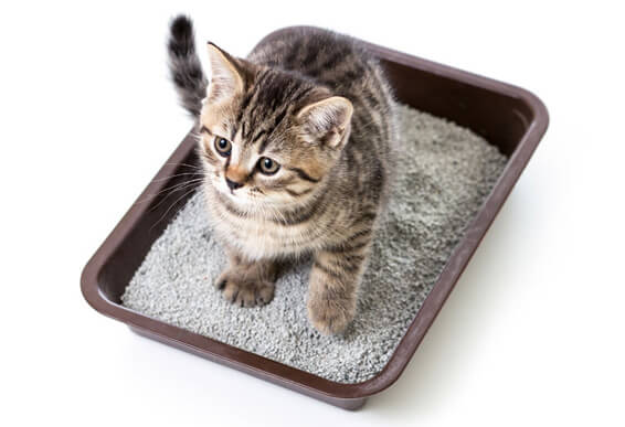 Eliminate Kitty Litter Odors