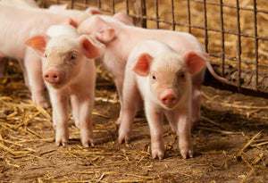 Diatomaceous Earth: Hog and Pig Feed
