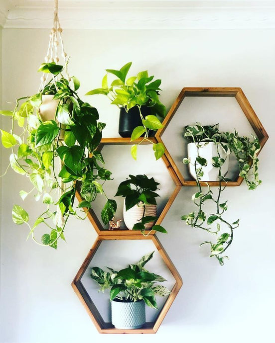 The Basics of Indoor Plant Care