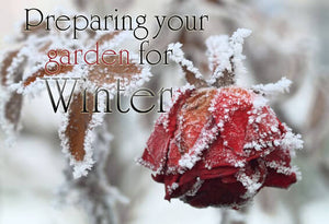 Preparing Your Garden for Winter in 6 Easy Steps