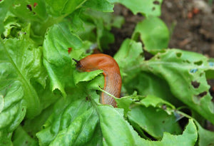 Diatomaceous Earth: Natural Slug Control