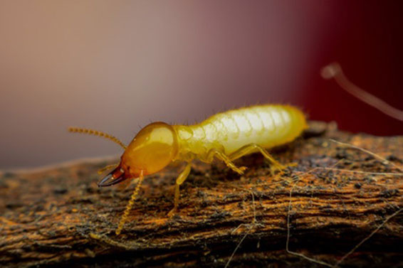 Protect Your Home from Termites with DE