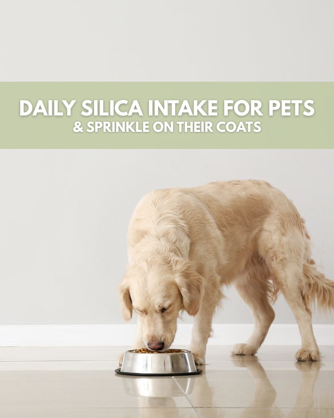 5 lbs Food Grade Diatomaceous Earth
