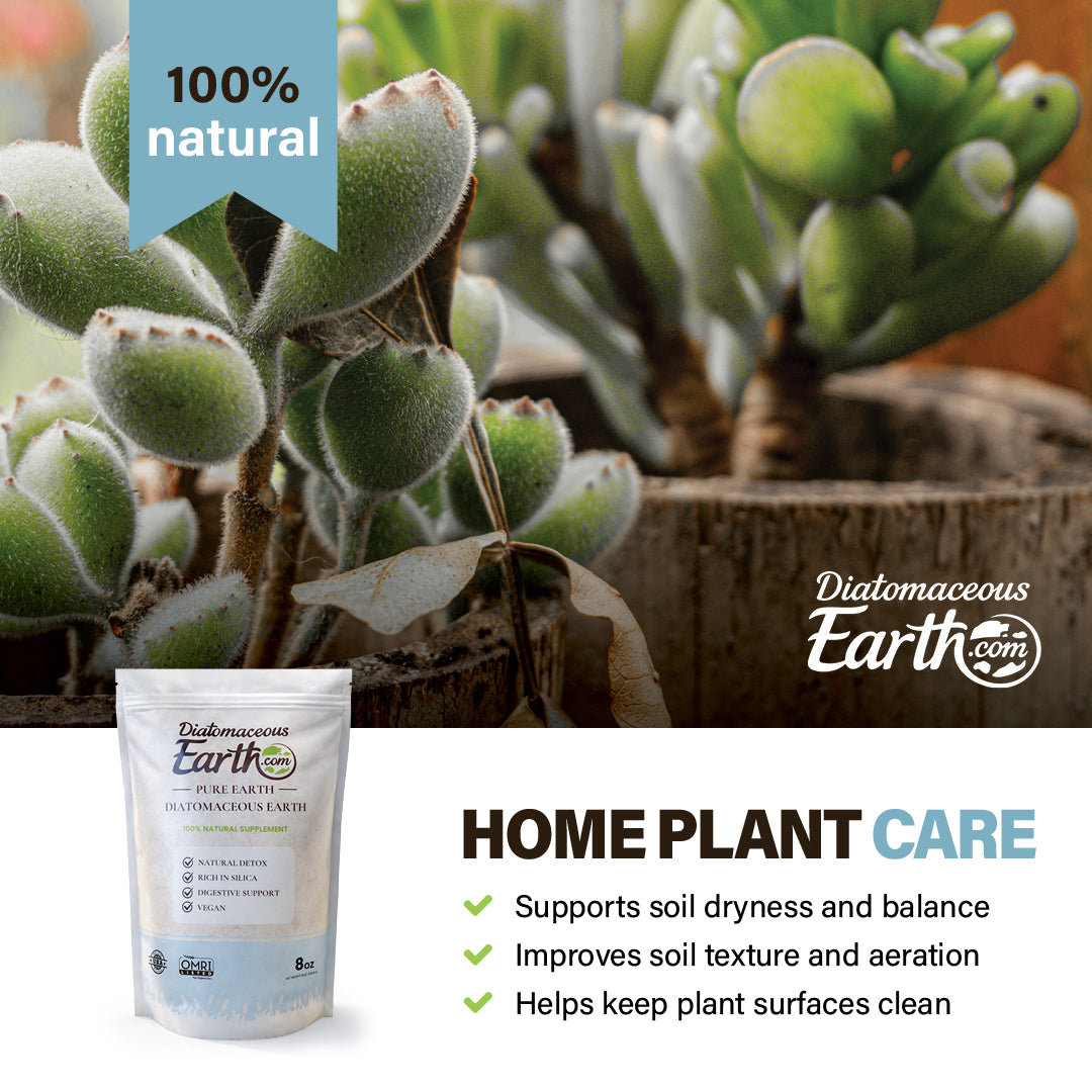 diatomaceous earth for succulents DiatomaceousEarth Food Grade Diatomaceous Earth – 8oz Travel Size | 100% Organic, All-Natural Powder | Safe for Humans & Pets